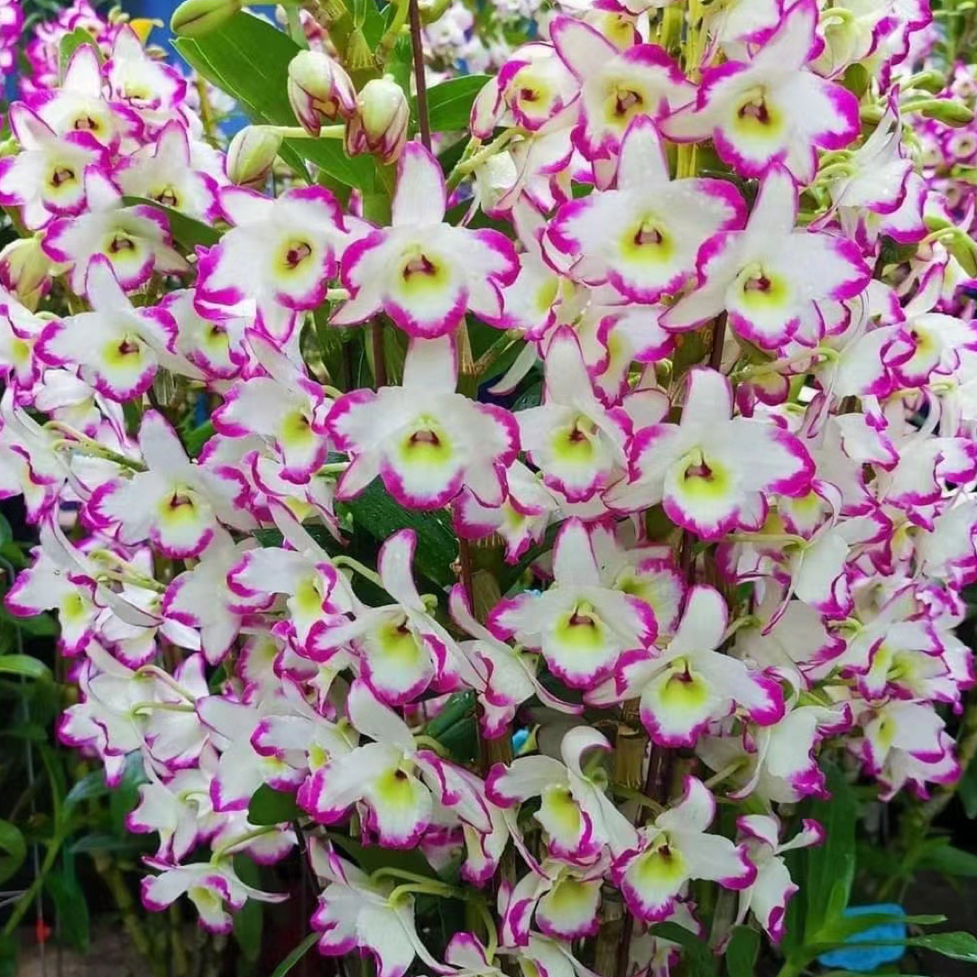 春石斛兰泼墨耳环条子粗壮开花美花香易养护