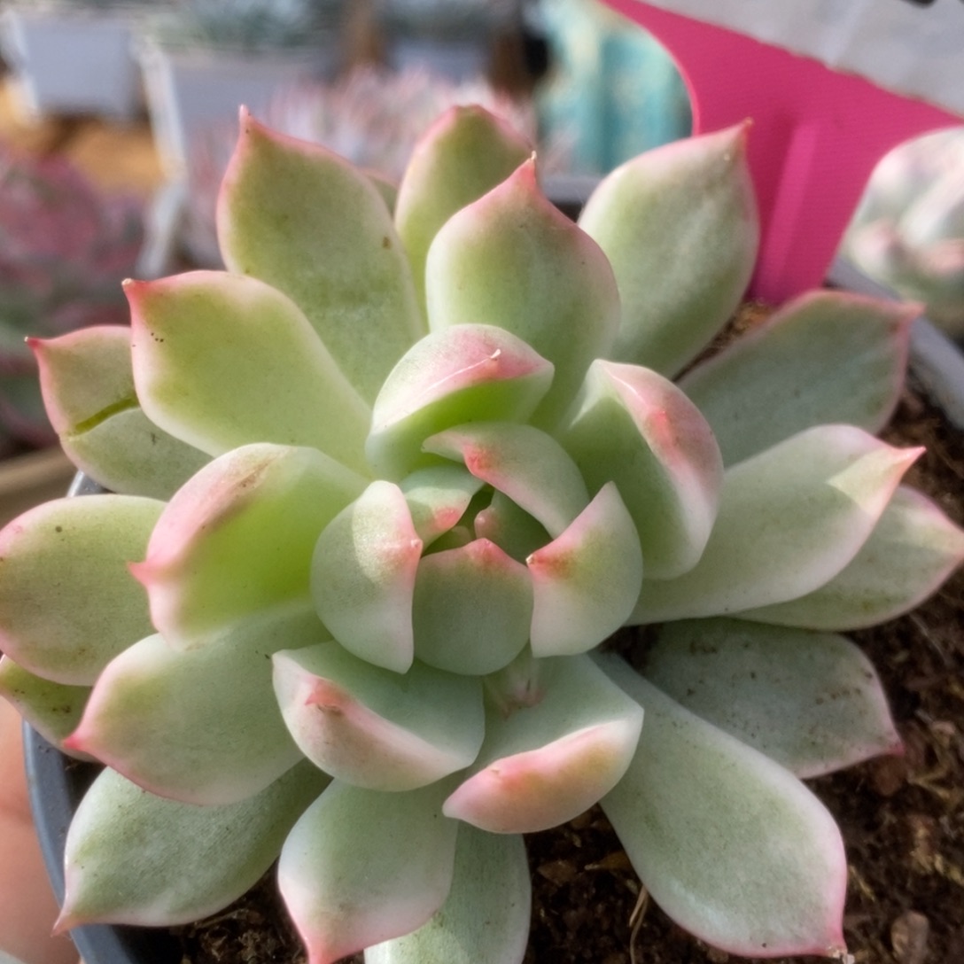 754白瓷宝莲灯锦锦锦锦锦锦锦