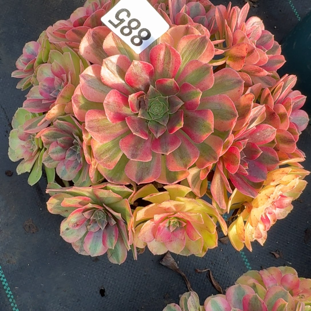 885雨河多肉植物福利