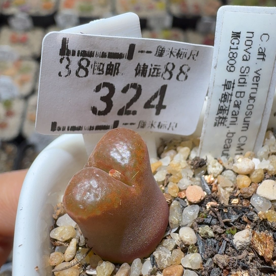 Sss精品清货款324