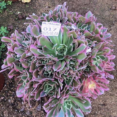 2.23-17白风多肉植物