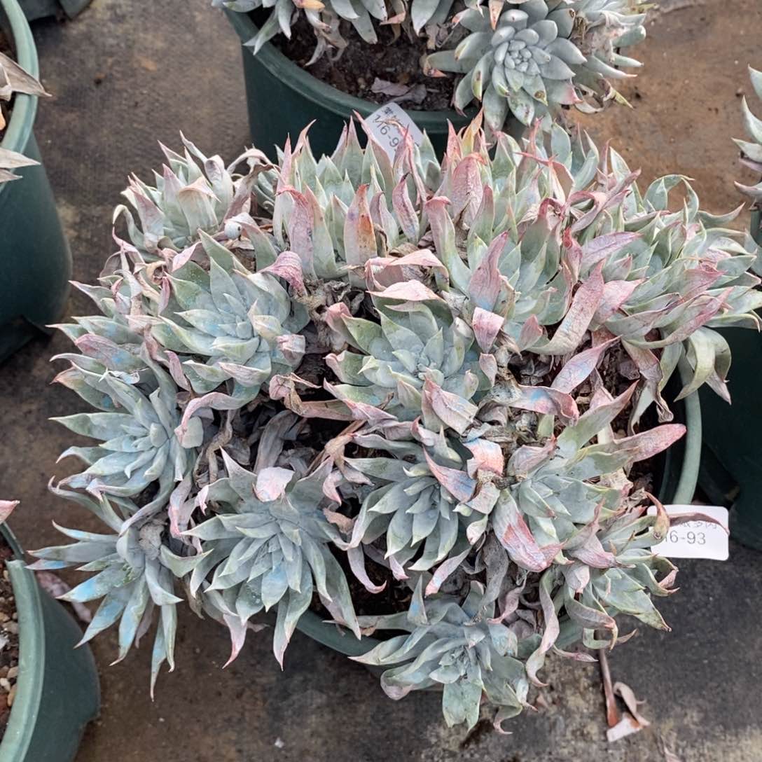 93号流丹白毫大群粗腿子