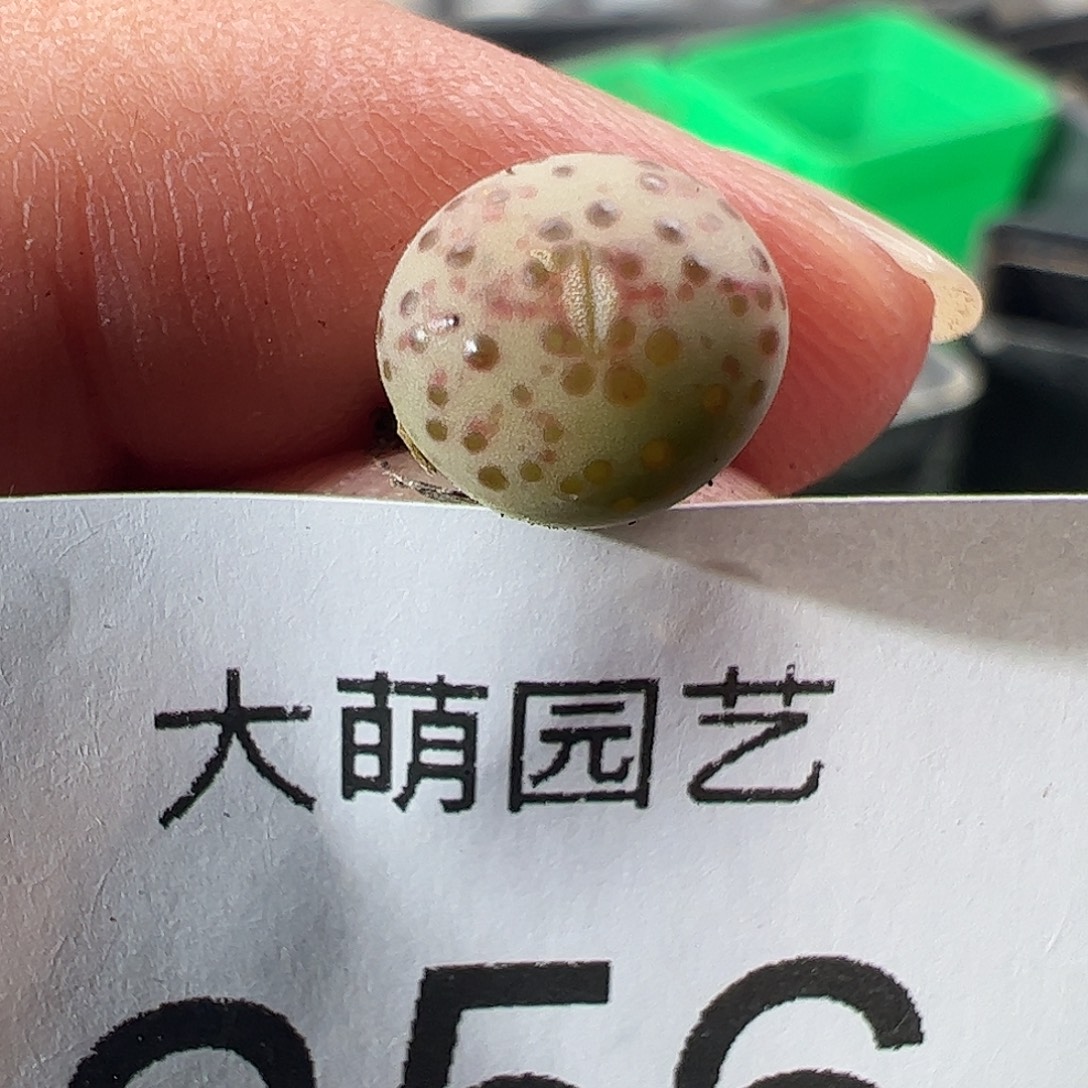 一物一拍匈牙利种源1452.64火龙果安贞256