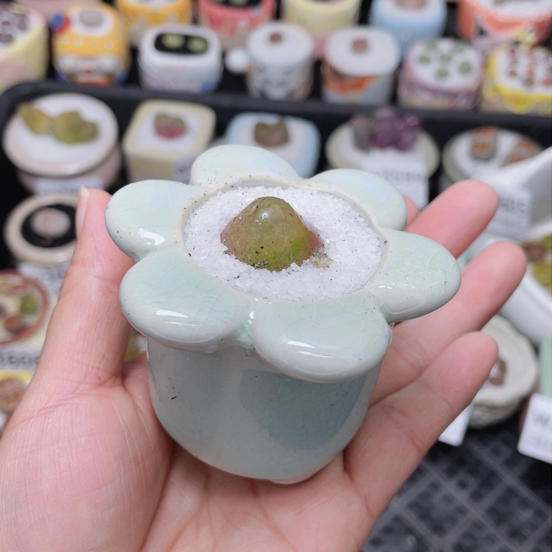 w3613 -零下地区拍保温箱-15支持寄养