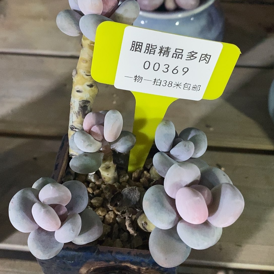 00369阿库投诉魔芋我小雨