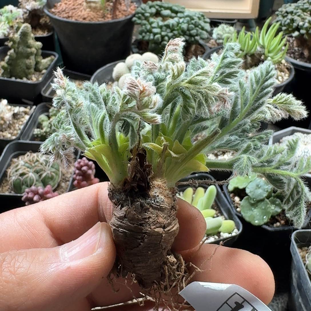 154羽叶洋葵脱土发货