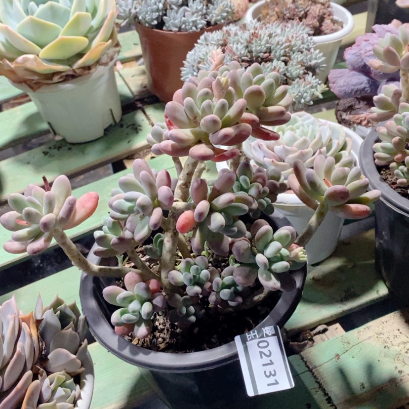 【闪购商品】苹果奶02131