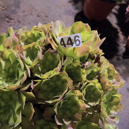 ꧁***꧂多肉植物一个少华