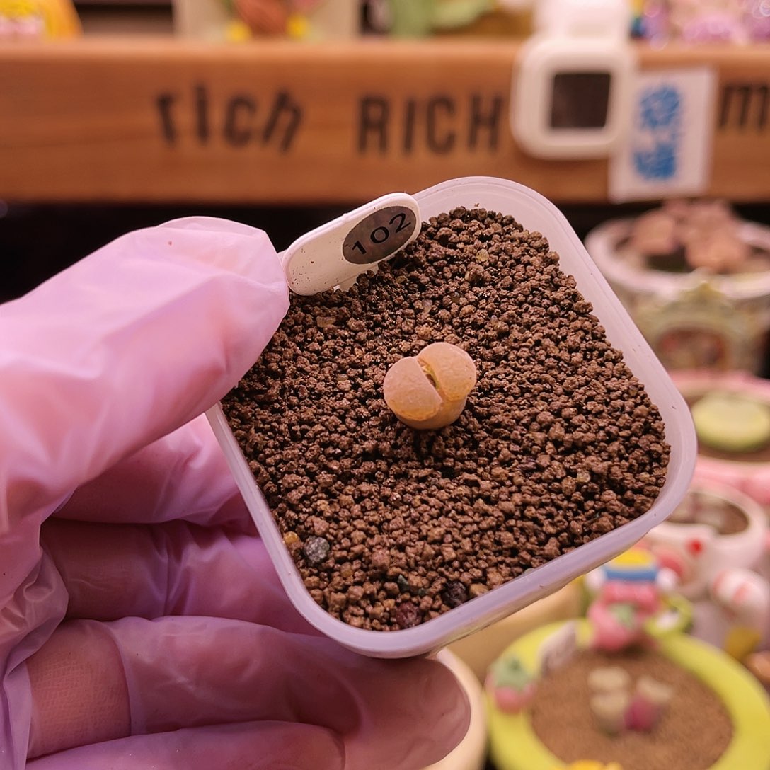 102号粉橘灯泡窗风玲