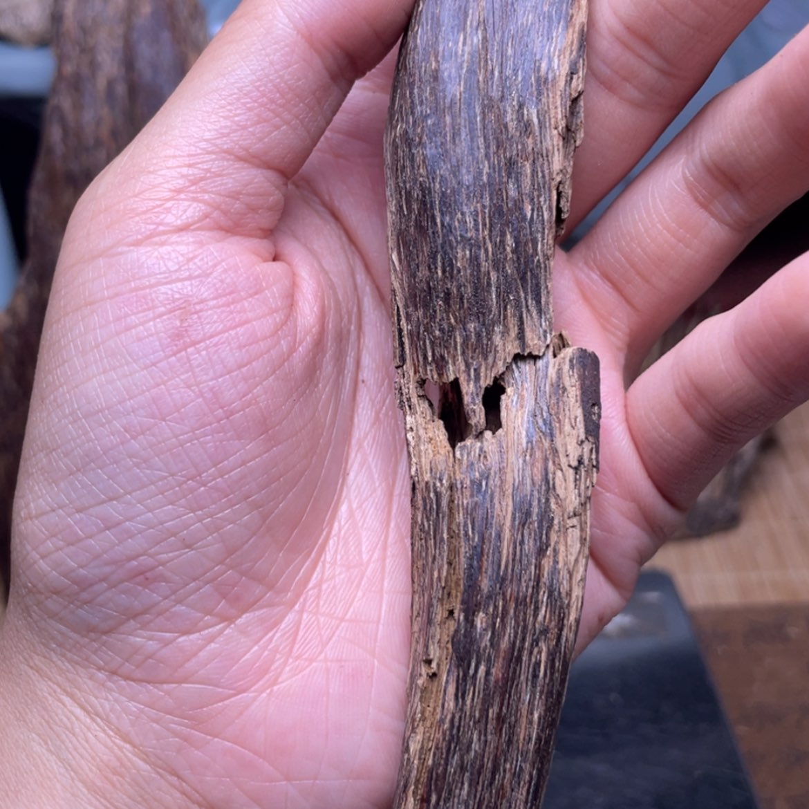 【闪购商品】香榧木海南临高虫漏23克