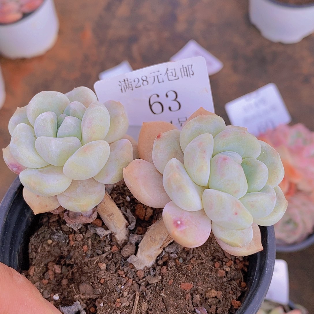 【闪购商品】云63号