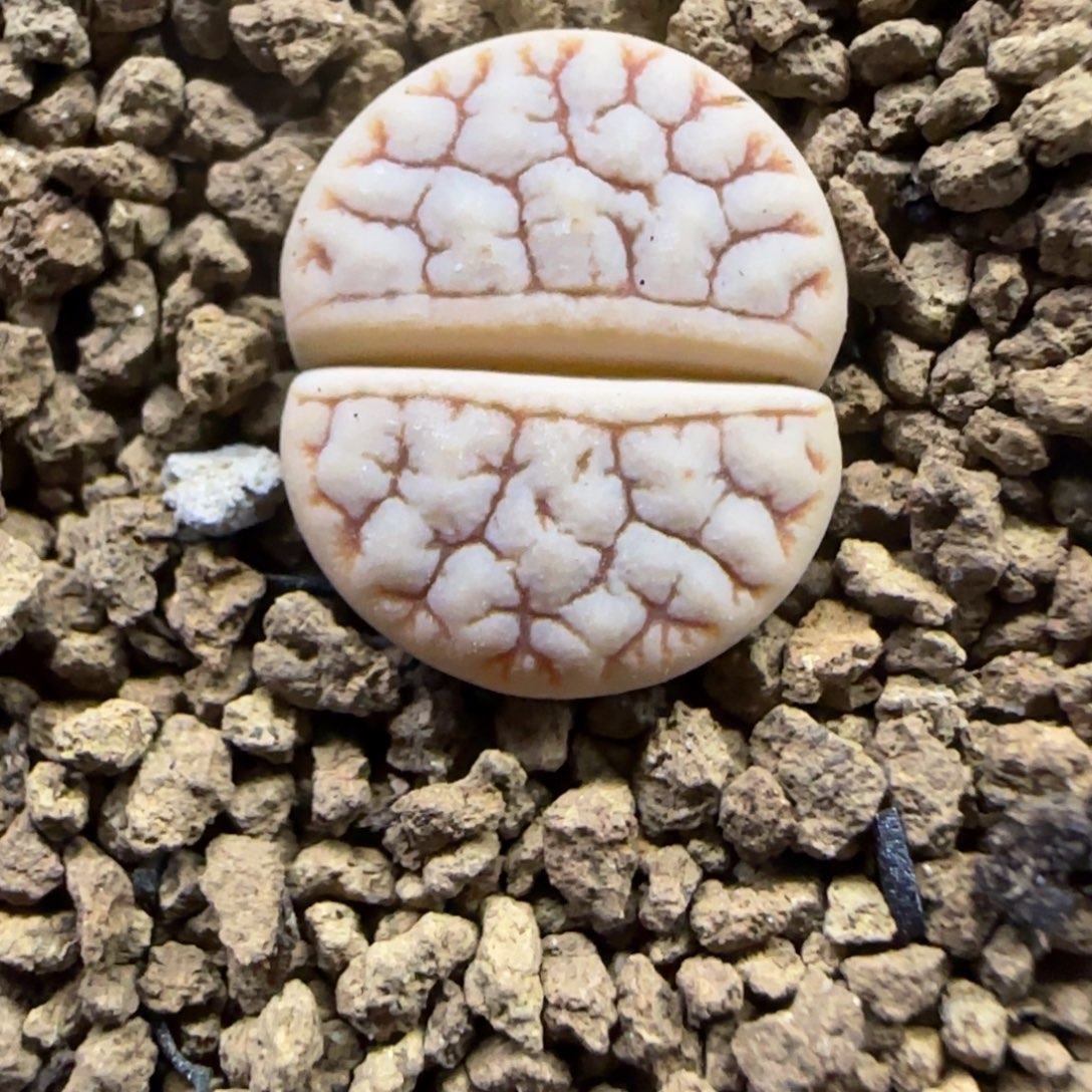 479 生石花大棚直播