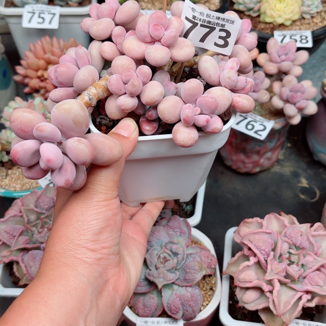 大桃蛋老桩多肉多肉多肉