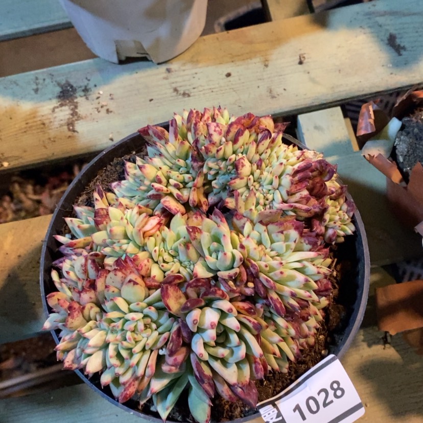 【闪购商品】红拉糖缀1028