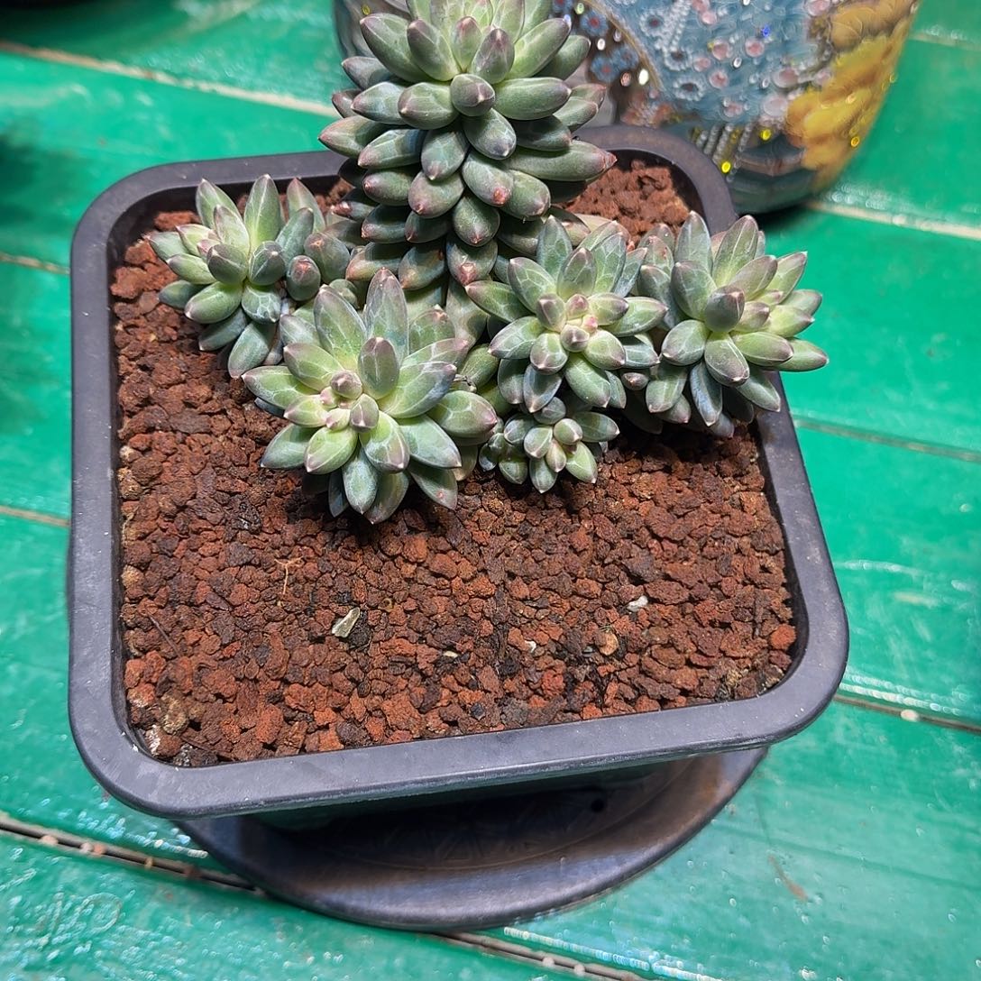 多肉植物多肉植物