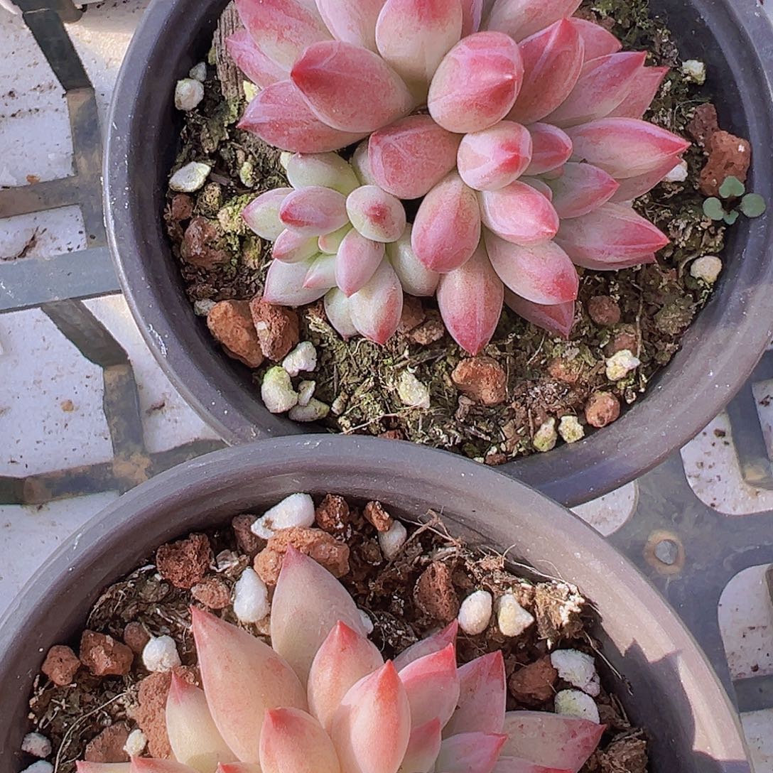 三头虞美人9厘米盆