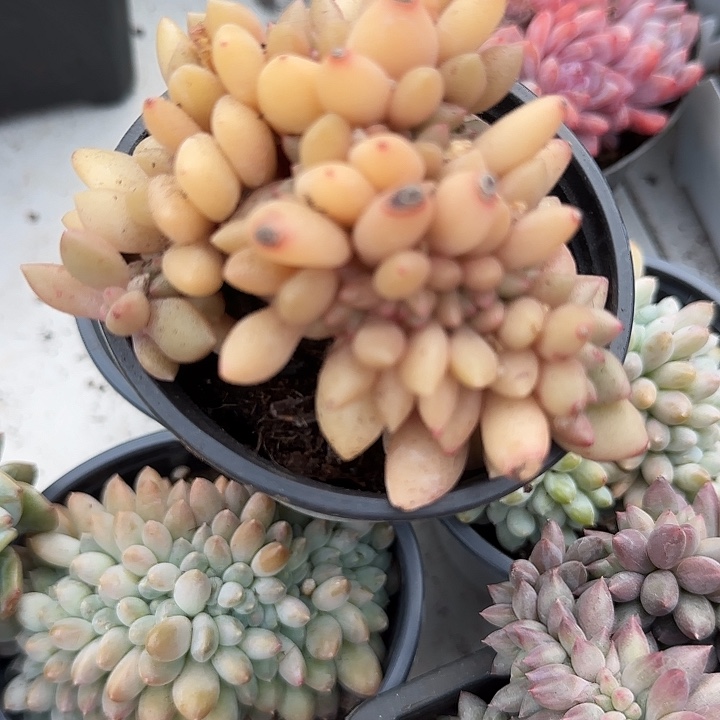 青蛙王子儿童牙膏11