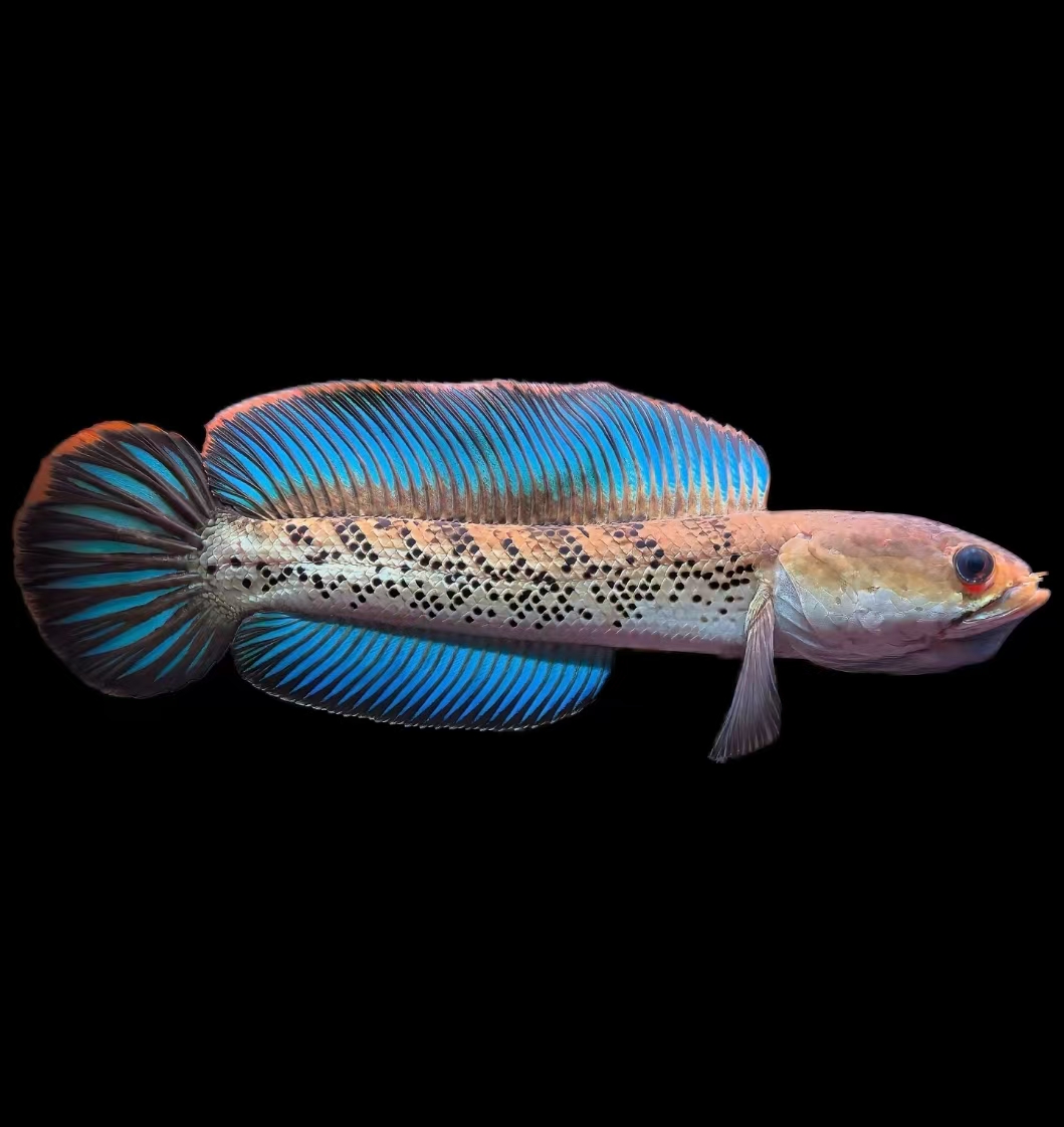 眼镜蛇，奶茶，幻红，酒红，鬼王随机精品一条