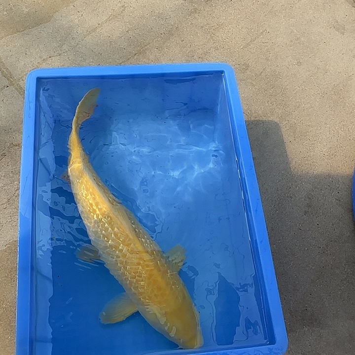 海水鱼赤目芒果介子