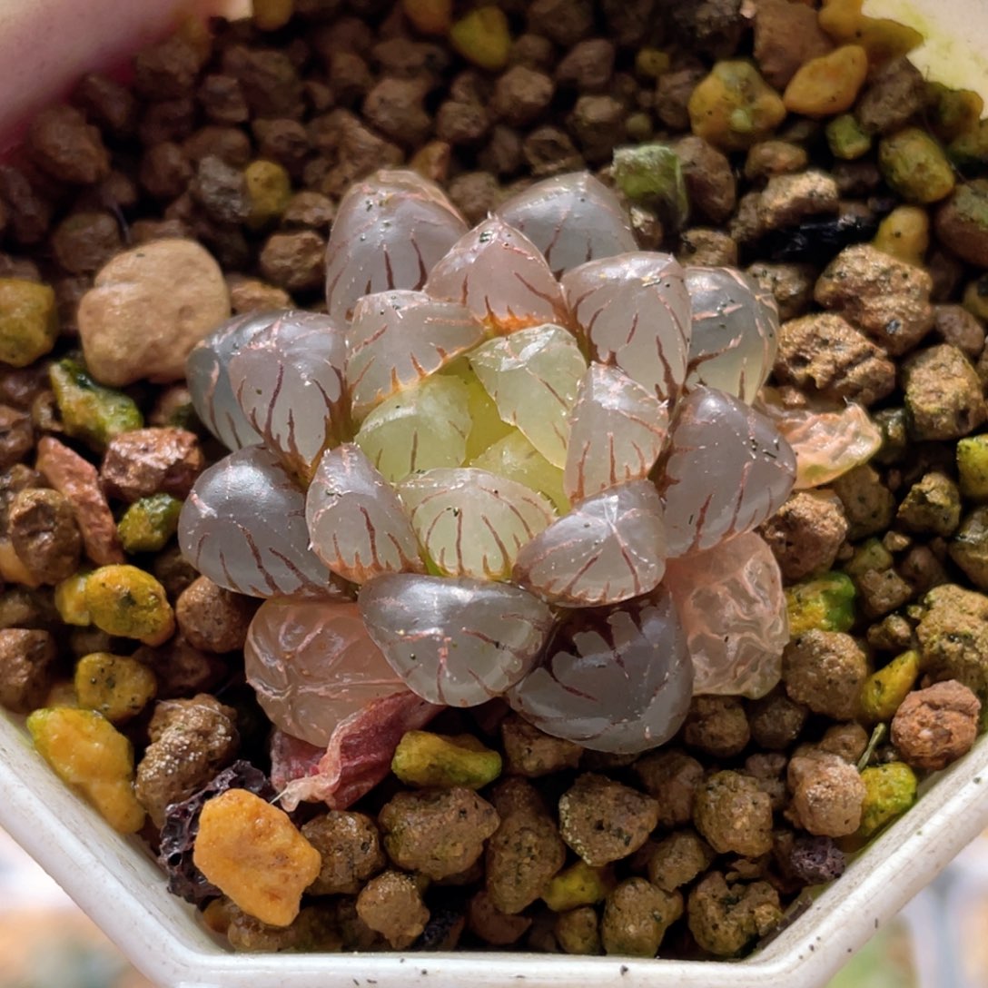 33初桔 十二卷多肉20包邮