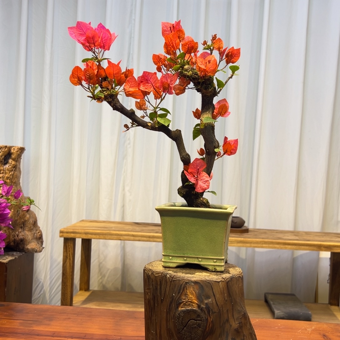 卅***龙完全开放三角梅一物一拍同安红