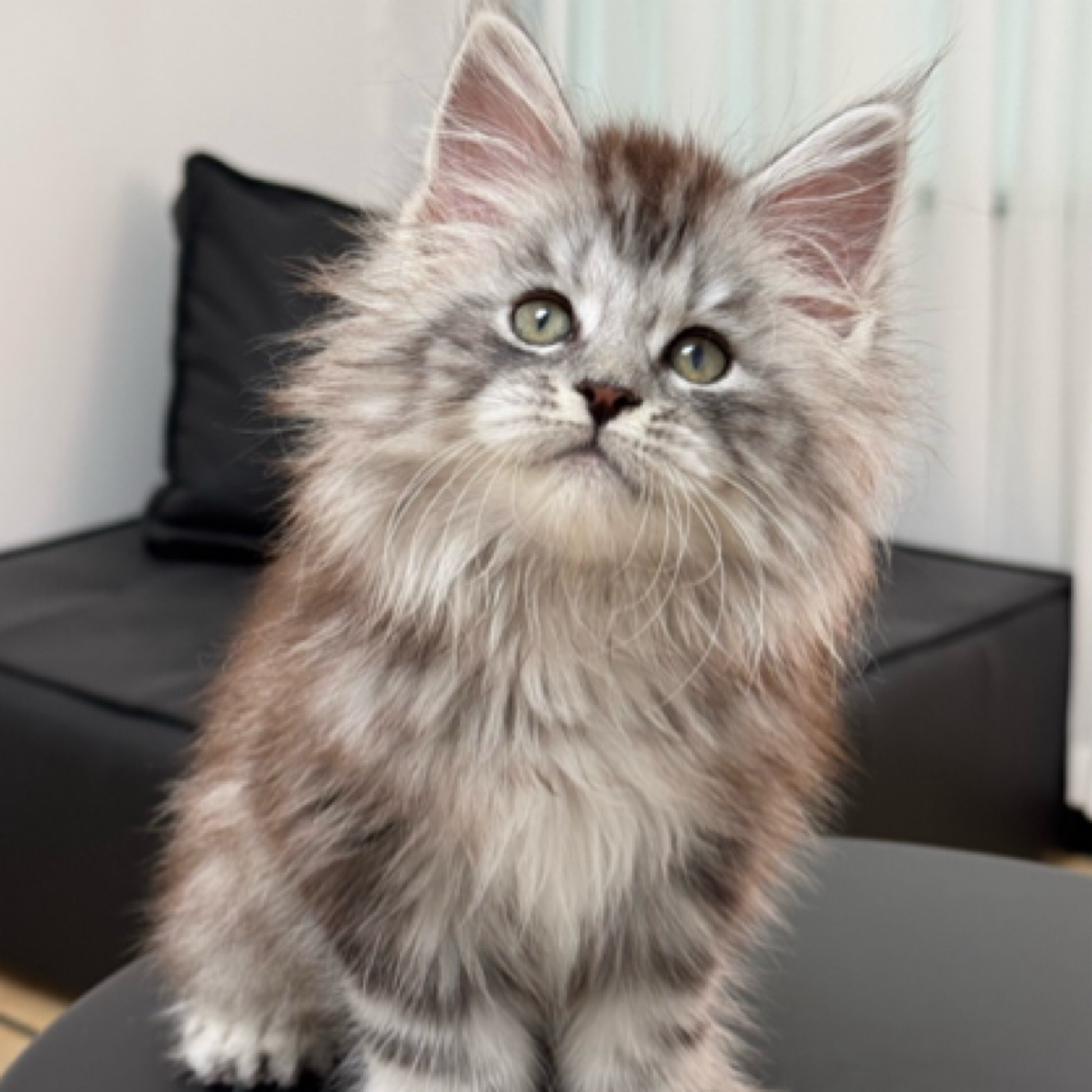 大脚银虎斑缅因库恩猫弟弟