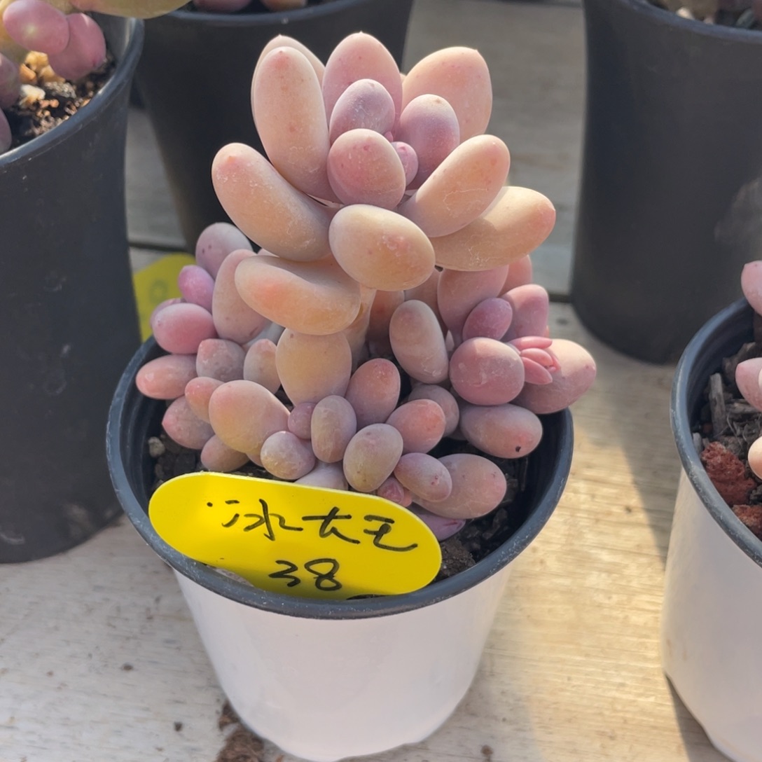 冰***王芒果奶杂蛋黄奶群生38