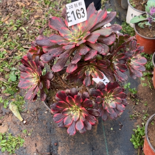 163烟花法师不包断枝