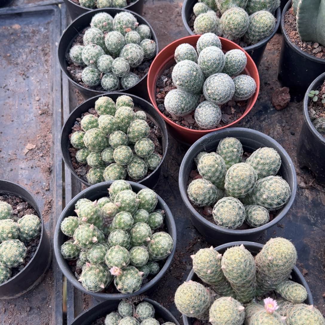 吉赛尔随机一颗。   