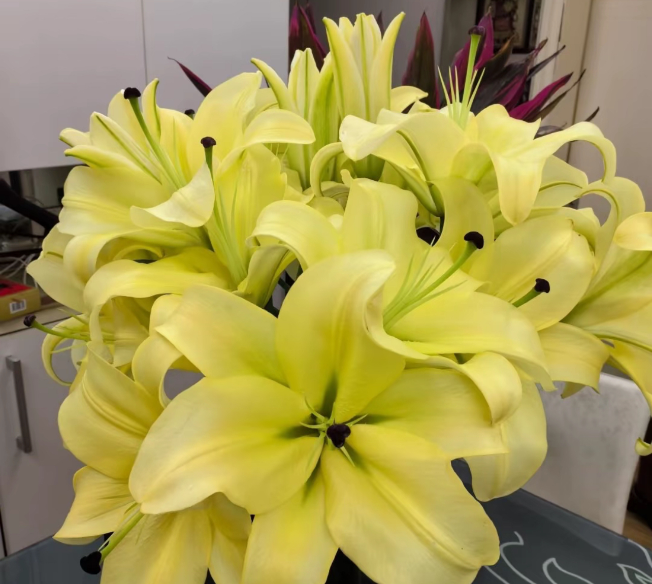 【2头皇帝香水百合】云南基地直发 单瓣花卉 鲜花 水培 送保鲜剂