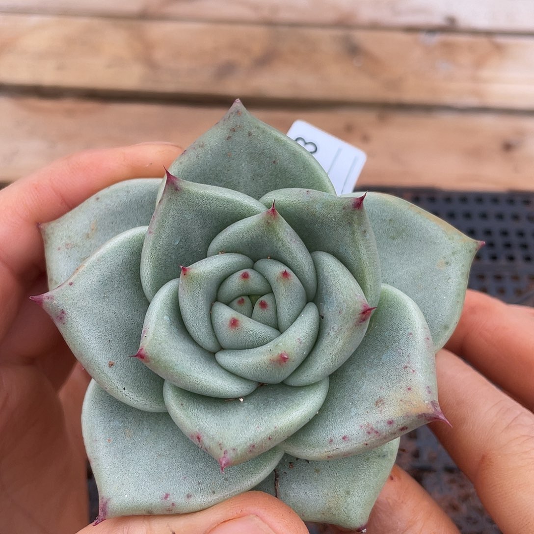 若如东云单拍C243