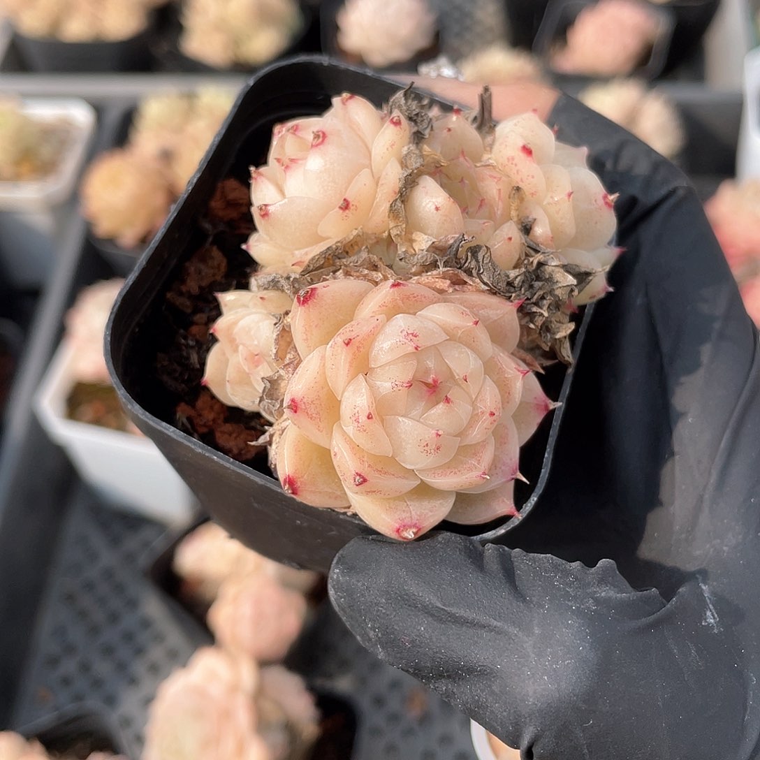 优选5号女王550福利