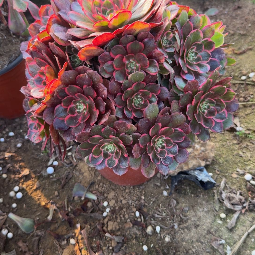 650克拉恋人 多肉植物