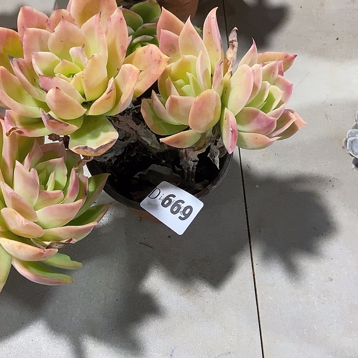 血***怕669乔伊多肉植物多肉