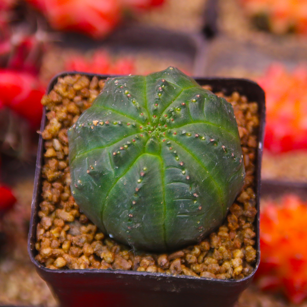 泰系布纹球球多肉植物