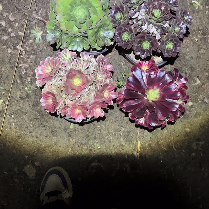 不包侧枝一物一拍146