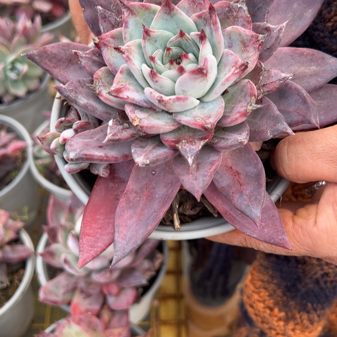 多肉植物祖母绿二个