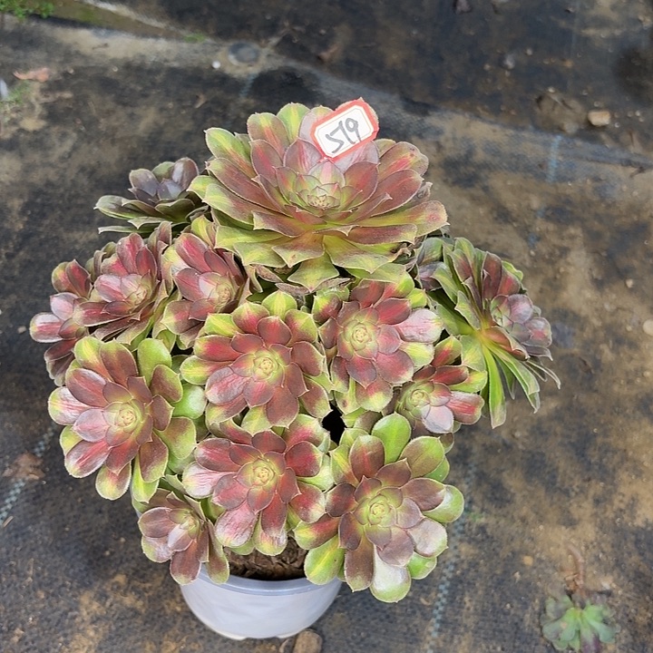 抹茶，519多肉植物法师
