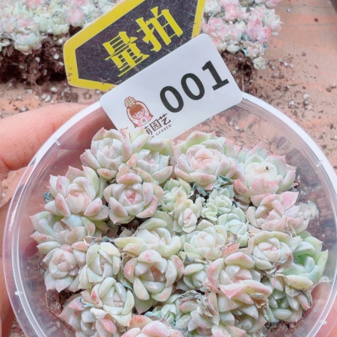 多肉植物多肉植物