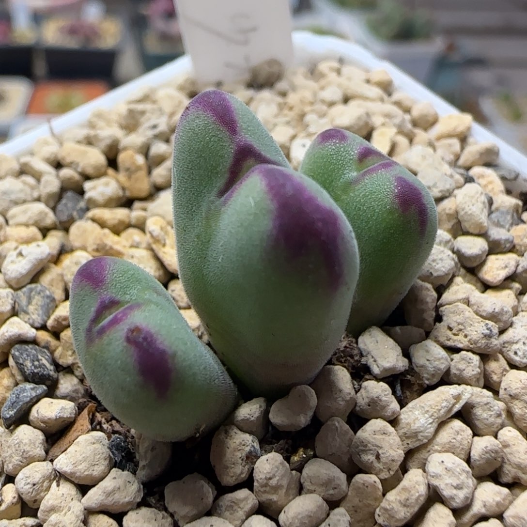 2.15多肉拉情人节将杂69号