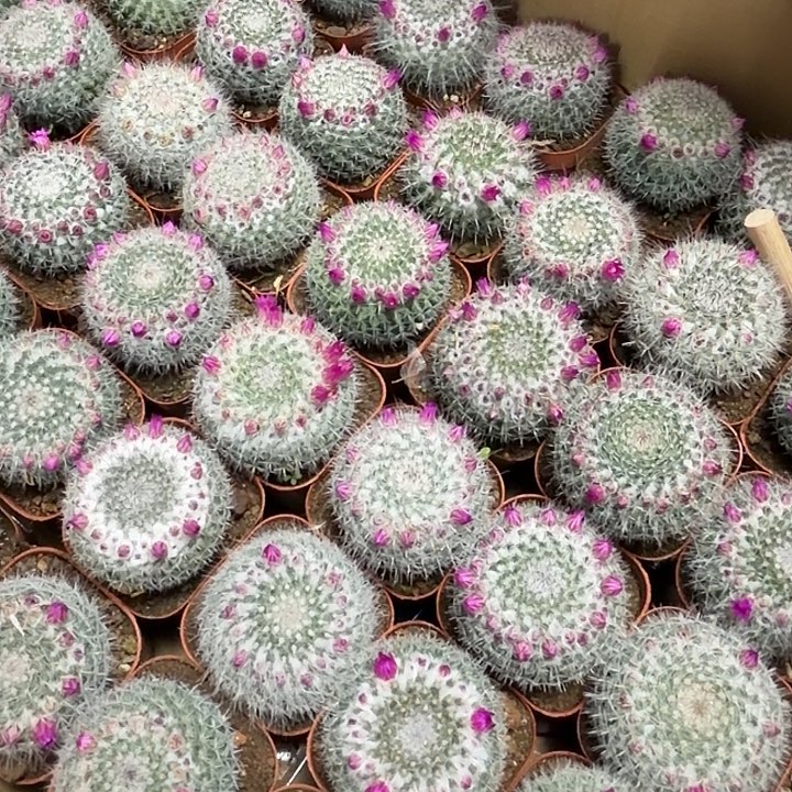 玉翁6-7cm两颗带盆土包邮