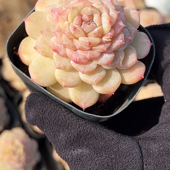 单头    晴初     福利多多