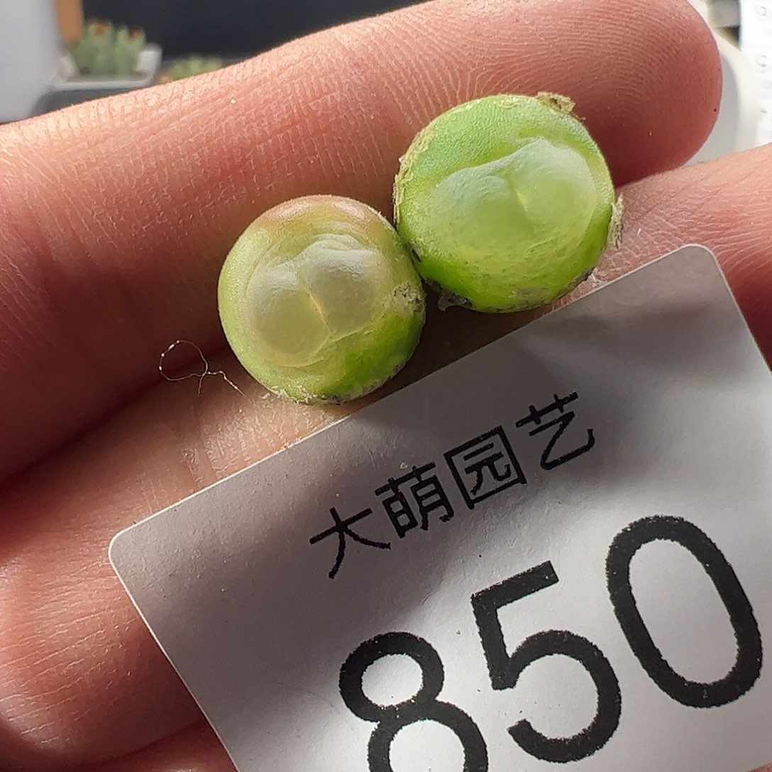 一物一拍。        850