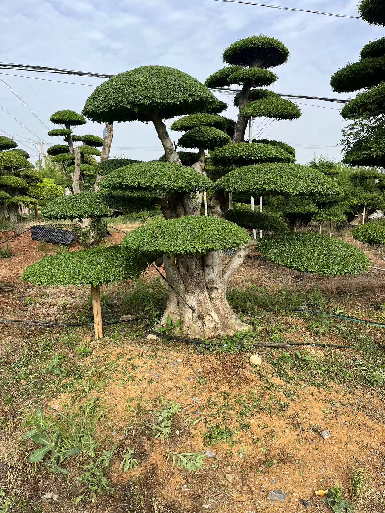 对节白蜡造型树 一物一拍