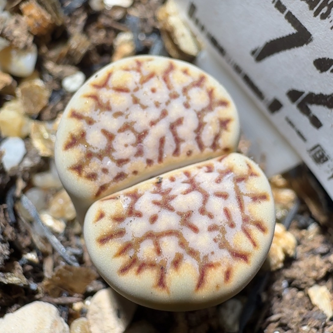 Sss清仓便宜卖723