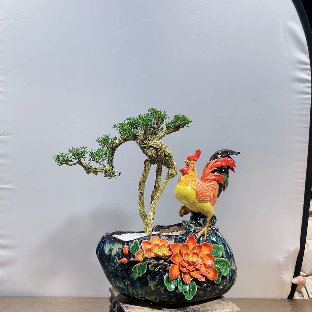 完全开放黄杨盆景四季常青