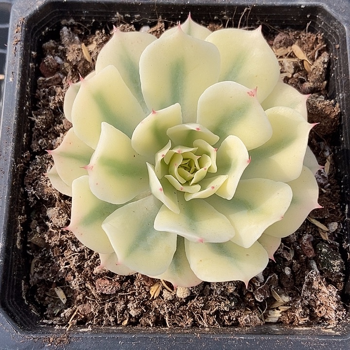 柠***粉海啸覆轮锦多肉植物