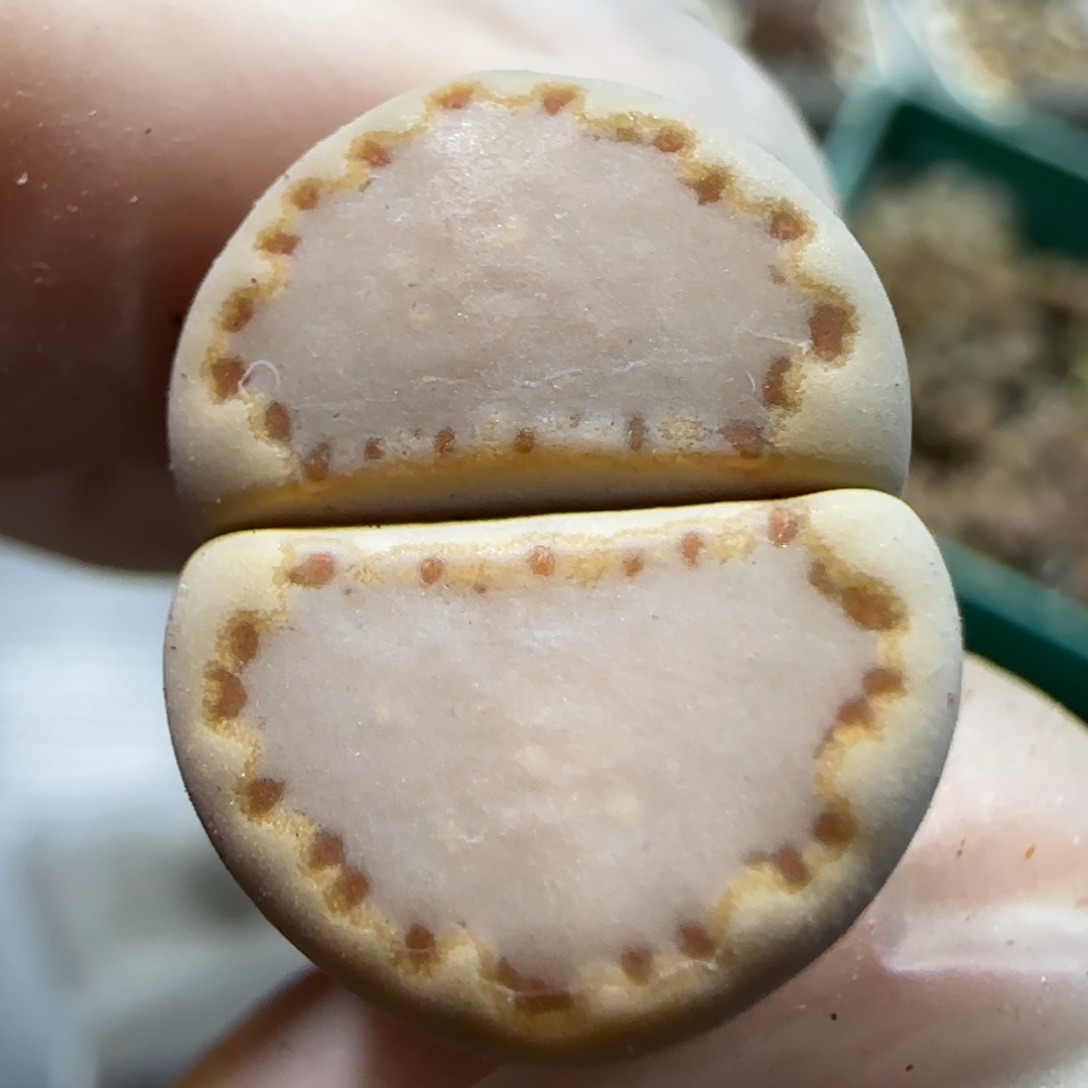 1.16 捡漏 .013饼干 6029