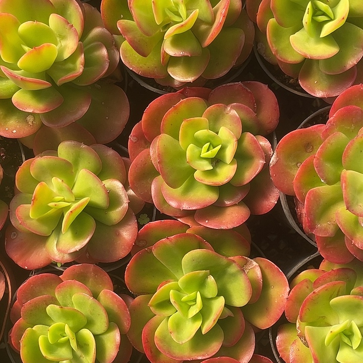 红梅量拍18包邮11