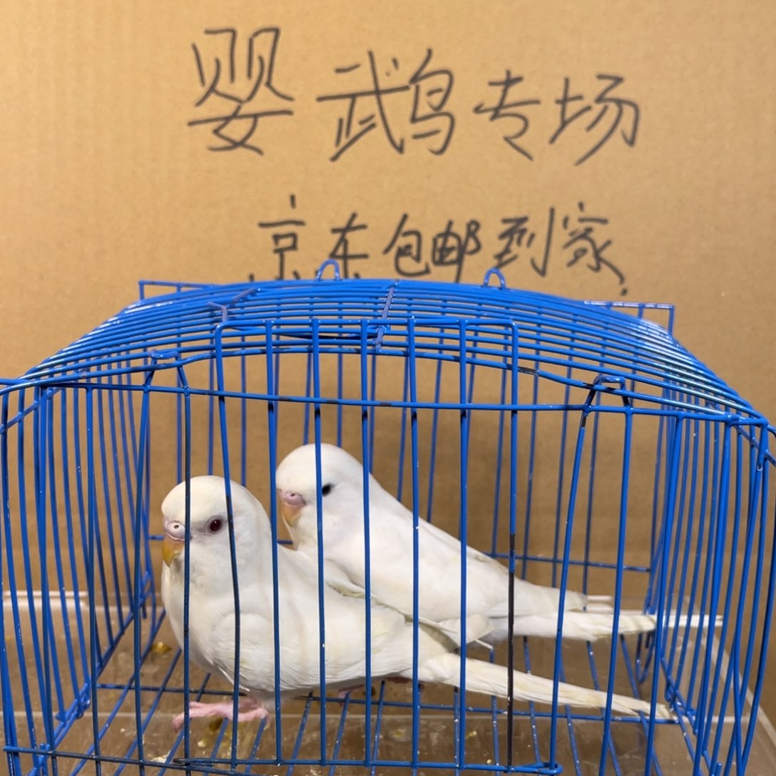 虎皮鹦鹉哈哈哈哈哈哈哈